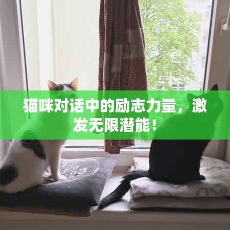 猫咪对话中的励志力量，激发无限潜能！
